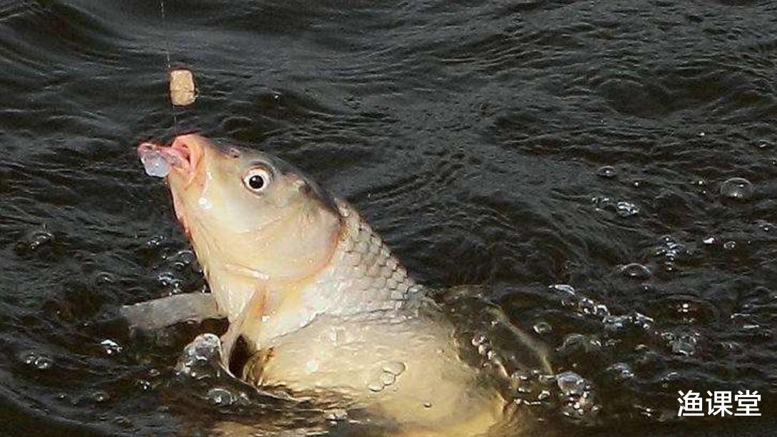 |钓鱼会遇到哪些“鱼口”？很多钓友说不全，全了解你才能稳稳进阶
