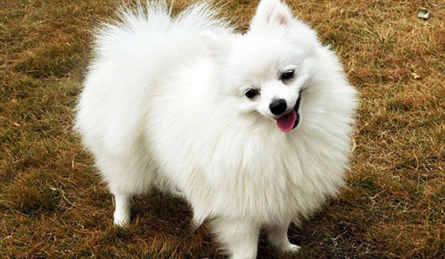 具有最“神经质”的10钟狗，没有想到的是，智商第一又上榜了