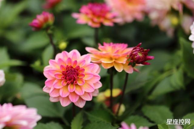 |几月出生的人，心态常年轻，人也显年轻，一辈子是越老越精彩纷呈