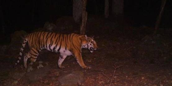 科学家|猫科动物集体向高处迁移,科学家警醒:人类应该重视起来了!