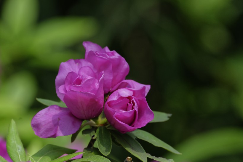 『生肖』7月上旬,桃花红红,月老送姻缘,姻缘好感情顺的四大生肖