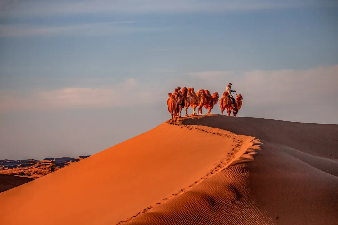 额济纳|忽然,想去额济纳了