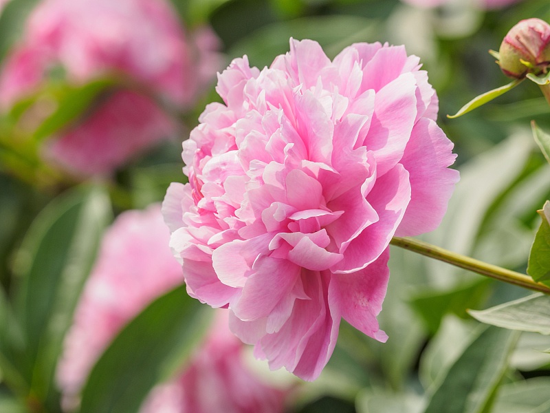 生肖|8月开始财富收入增长，事业顺风，事业一路高涨的4生肖