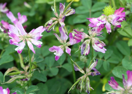 「运势」从6月10号开始，4属相桃花临身，福禄双全，日子风光无限