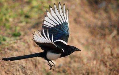 摩羯座▲5月开始,飞鸽传书,喜鹊寄情,与前任和好如初的星座