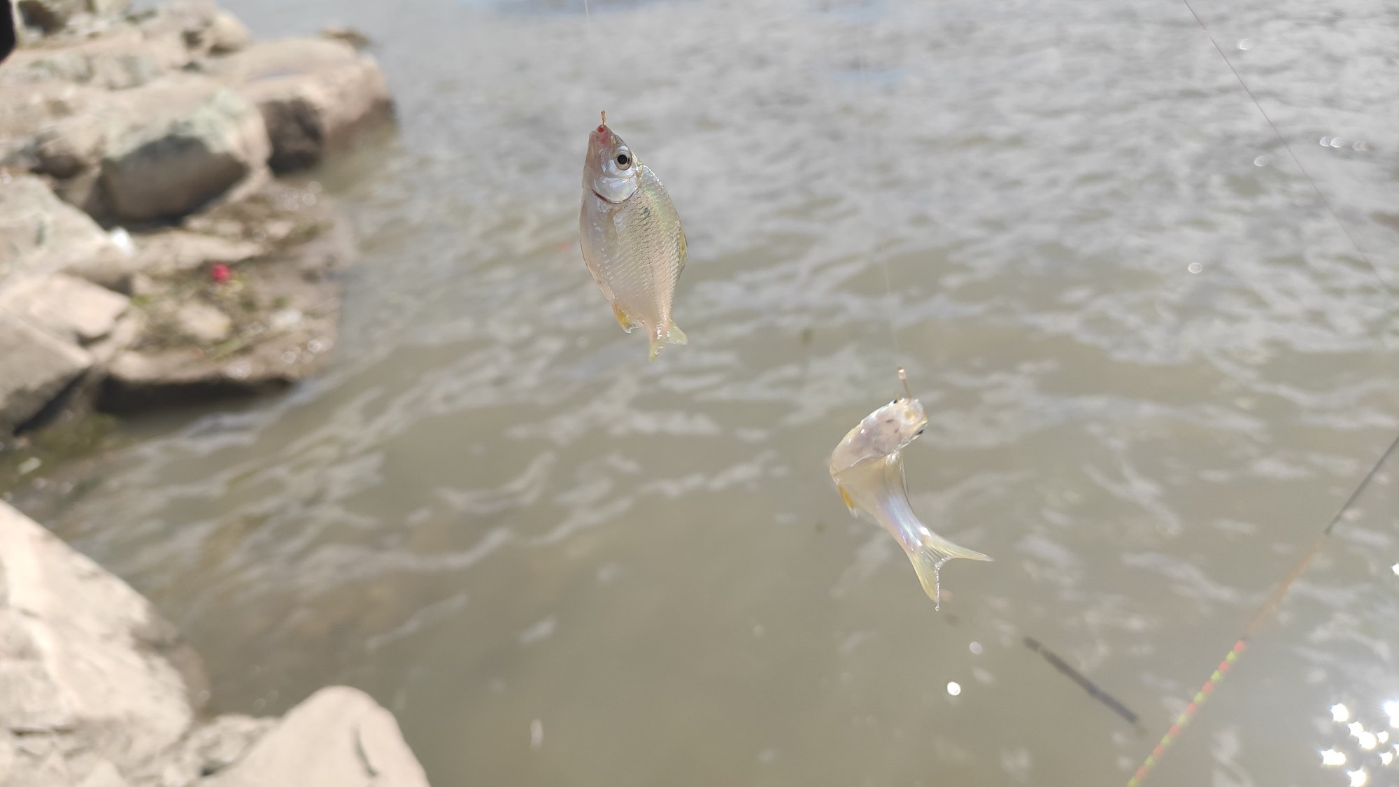 大铁猴 野钓难得一遇的“奇遇”半斤大鲫鱼排队咬钩，抓住机会你也行