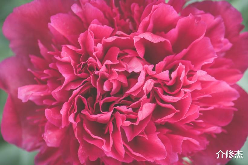 #生肖#“越长越美丽”的4大生肖，被认为是宝藏，往往异性缘爆棚