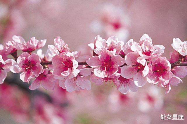 「好运当头」7月3号,财源不缺,机遇畅通,3属相好运当头,一顺百顺,接喜