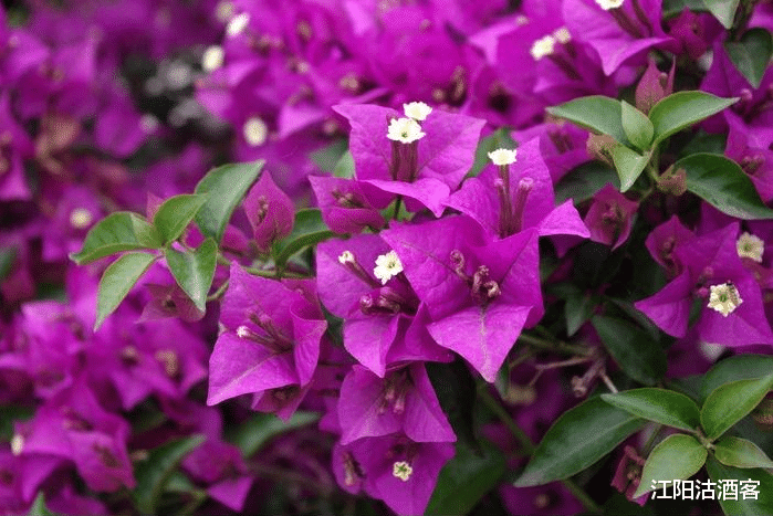 『生肖』6月24号偏财运旺盛，生活总有意外之财的3大生肖