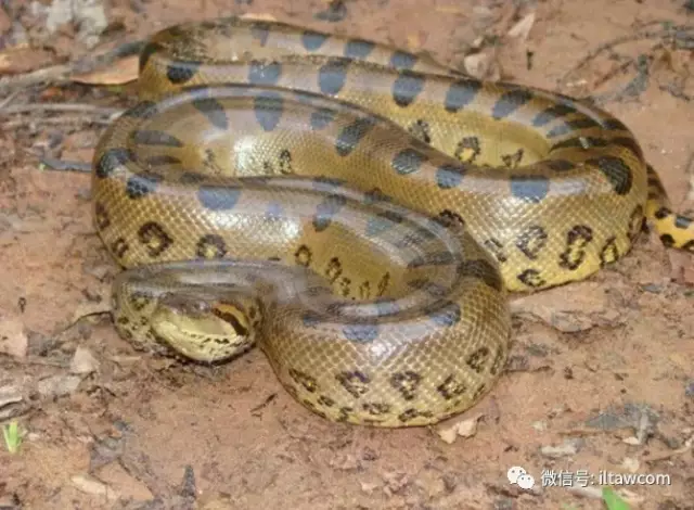 |世界上最长的蛇可以有多长?