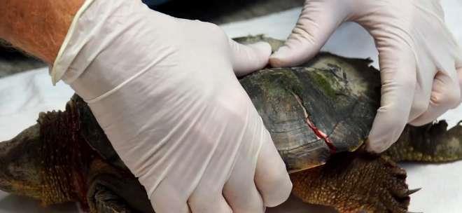 科学家|乌龟如果没了龟壳，还能存活吗？科学家残忍掰开龟壳后有了答案！