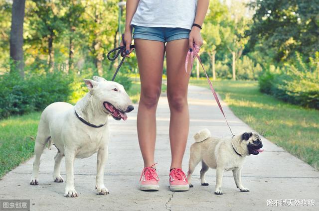 7条“害狗不浅”的养狗习惯，身为铲屎官的你，中了几条呢？