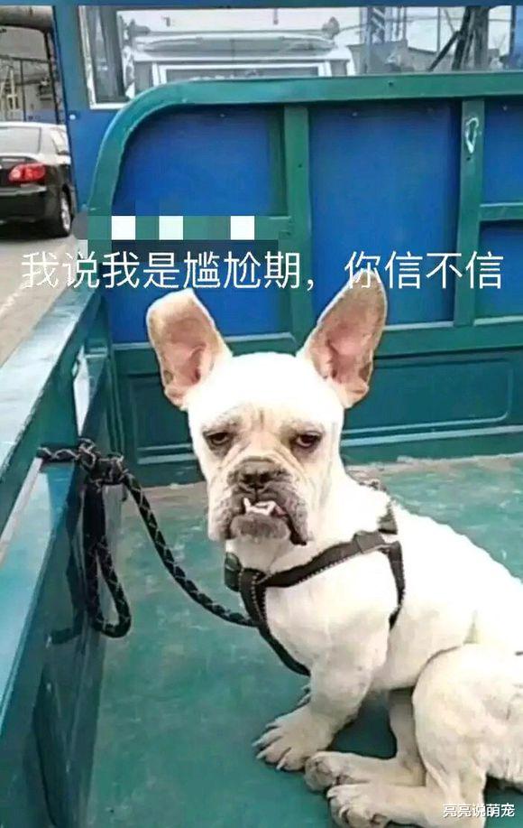 万万没想到，法斗长大了会“狠”可爱，看见就想躲