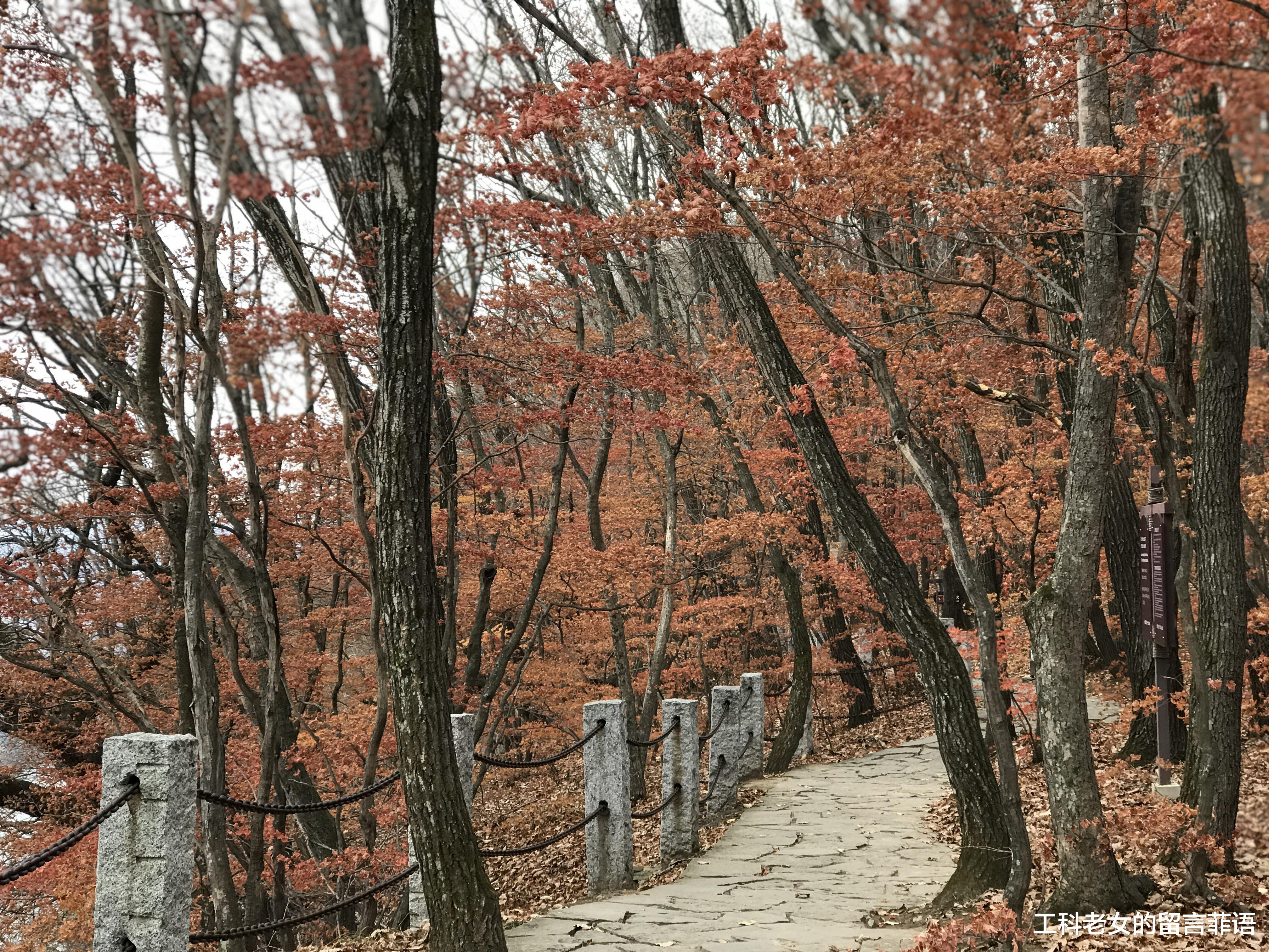 |遗憾啊，就晚了两天，错过人间最美的枫叶