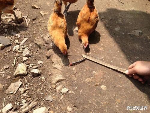 #五毒#为什么蜈蚣身为“五毒”之一，却拿公鸡没辙？看完让人不服不行