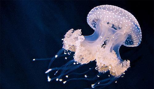 『大象』世界上杀人最多的动物是什么