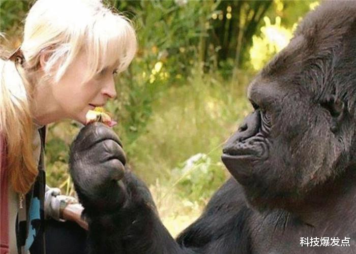 「黑猩猩」大猩猩有和人结合的可能吗？女科学家以身试险，结果如何？
