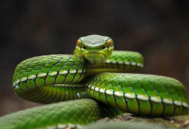 毒蛇|中国十大著名的毒蛇, 最后一位除了蜜獾谁都不想碰见!