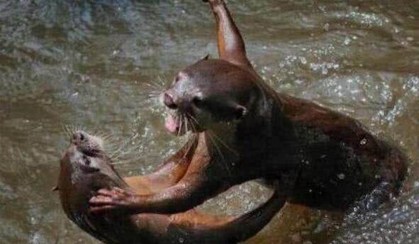 「鳄鱼」一种可怕的动物！日本叫它河童，中国叫它水虎，鳄鱼都不是对手