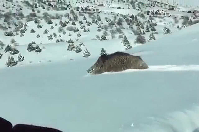 看到汽车就要冲过来，本想来硬碰硬，临了野猪却秒怂