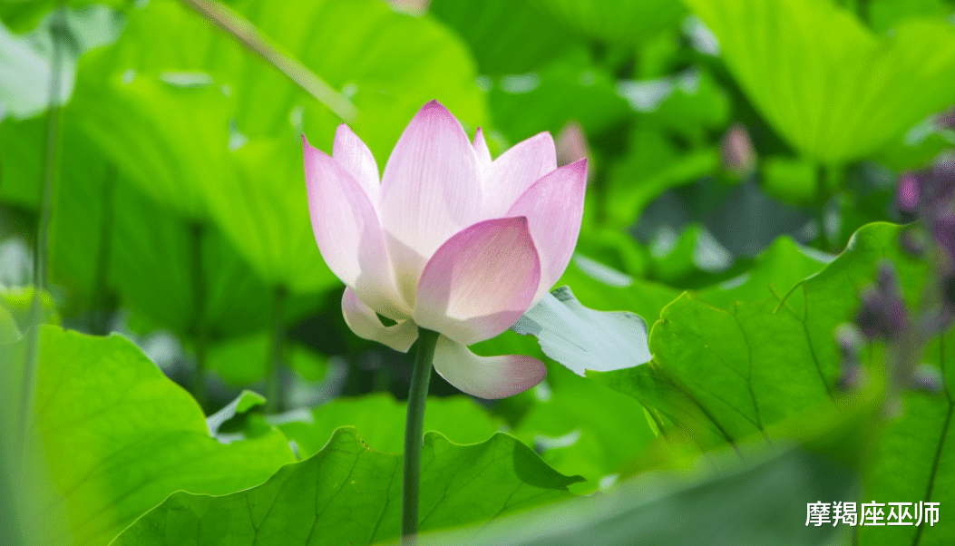 白羊座|11月，久别重逢，情意不减，遇上旧情人，爱意升温，相约度余生