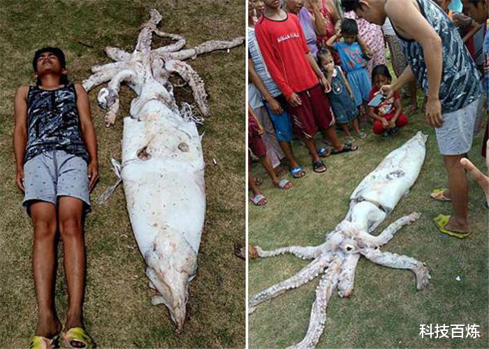 「」人类不小心落水，鱿鱼会拼死将人拖入海底，了解原因后让人深思！