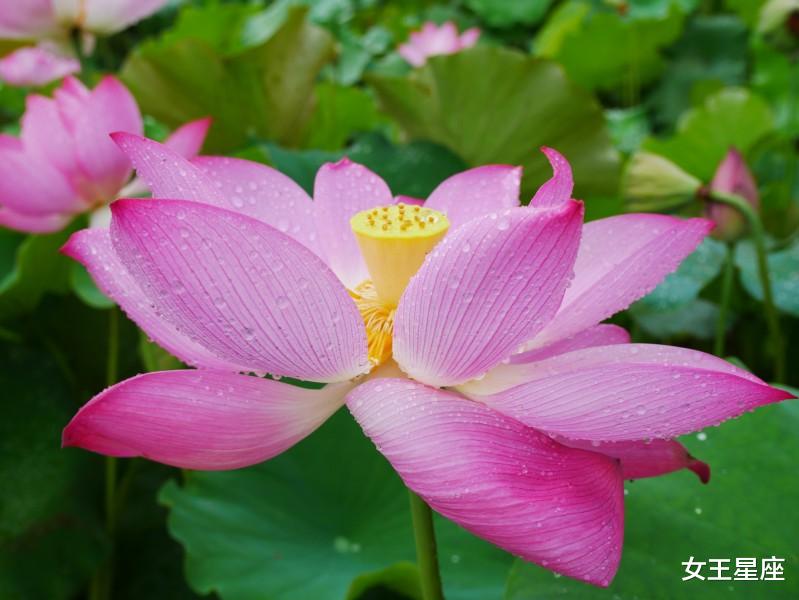 #生肖#6月18号亲力亲为，6月18号实现愿望的4生肖，脚踏实地，贵人相助迎接光明