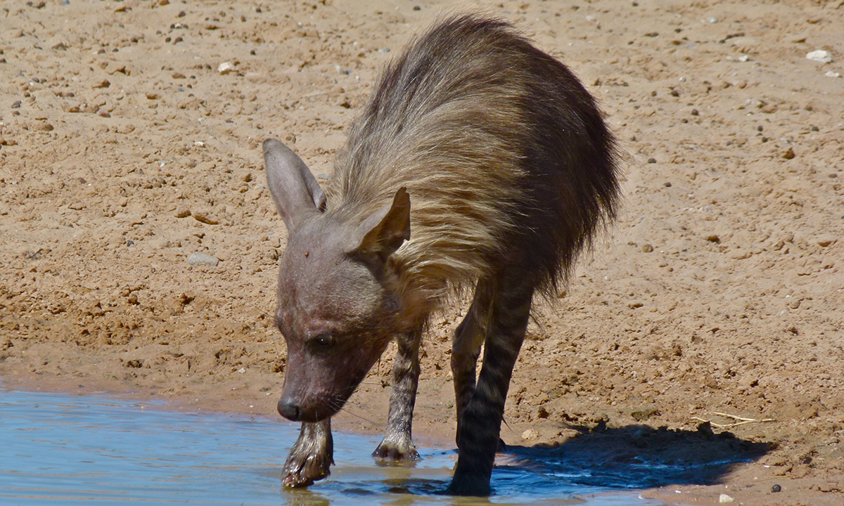 剑齿虎|牙齿脆、咬力低的史前巨兽剑齿虎，凭啥成为霸主级猛兽？