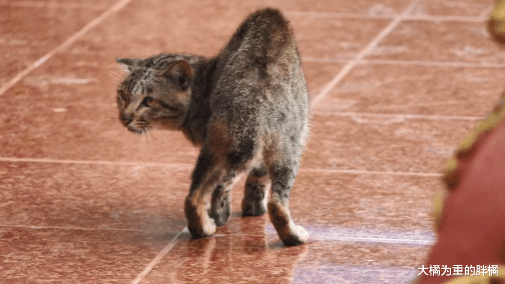 老猫躲在寺庙“苟活”，却连食物都被流浪狗抢走，无助的它没退路