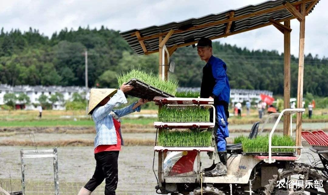 |中国农夫弯腰插秧,缅甸农民则站着插秧,一个更快,一个更轻松