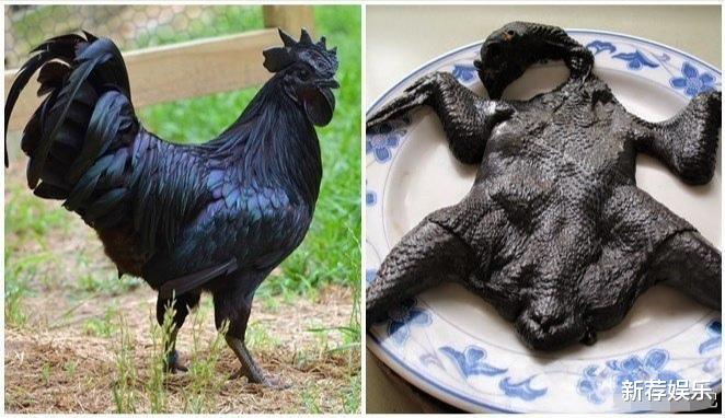 乌鸡|论马赛克的妙用，哈哈哈～不看原图能让人浮想联翩！