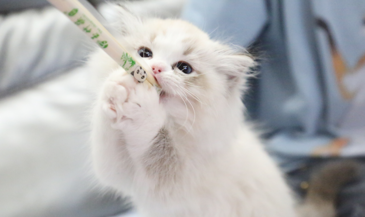 如何才能让布偶猫乖乖洗澡？