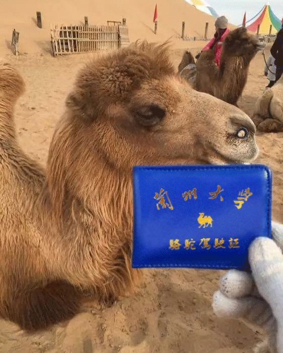 甘肃|千万别跟甘肃人吃饭