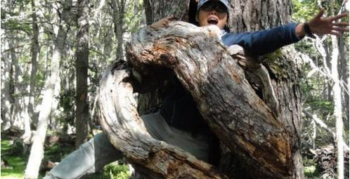 『食人树』印尼的食人树，为什么没有被砍掉，人们还专门为其喂食？