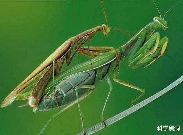 后代|绝佳的繁殖策略，把软饭吃到极致，最后变成配偶的“器官”