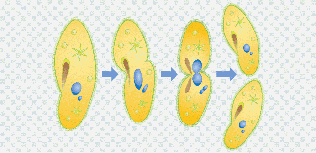 基因|为什么进化不允许生物近亲繁殖？野生动物如何避免这种行为？
