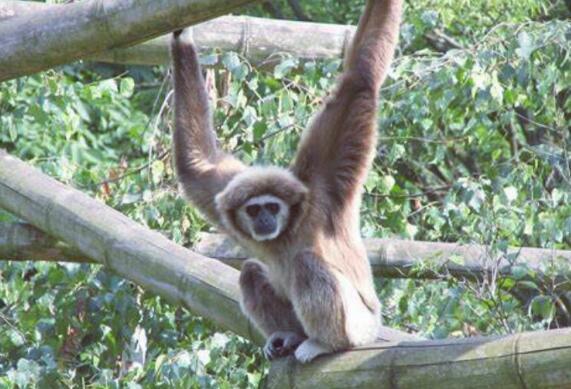 黑猩猩|拜托，别再说人是从猴子进化来的