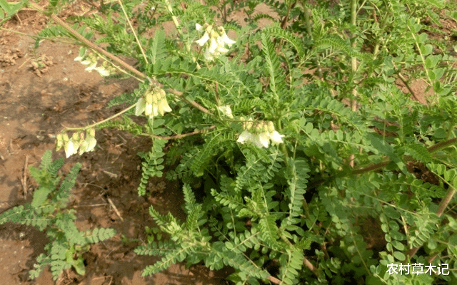 「肝脏」若采挖此物，请适可而止，别过度，野生120元一斤
