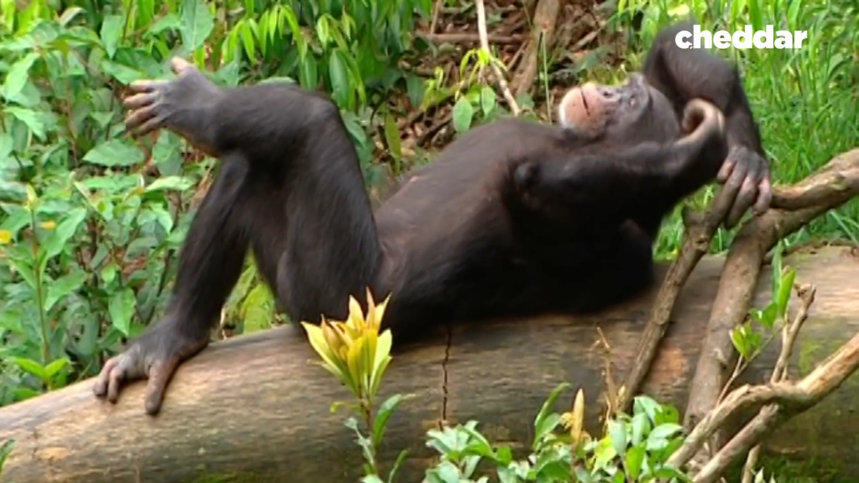 |从刀锋战士健步如飞看，人类的脚是进化上的一个败笔