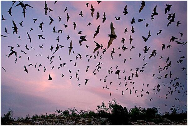 「免疫系统」蝙蝠是如何进化来的，它们的祖先是谁，免疫系统为何如此强大？