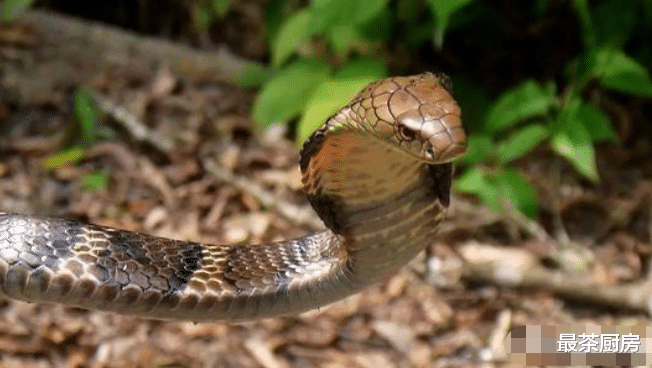 眼镜王蛇|“过山风”凭什么被称为“毒蛇克星”，只是因为它能免疫蛇毒吗？