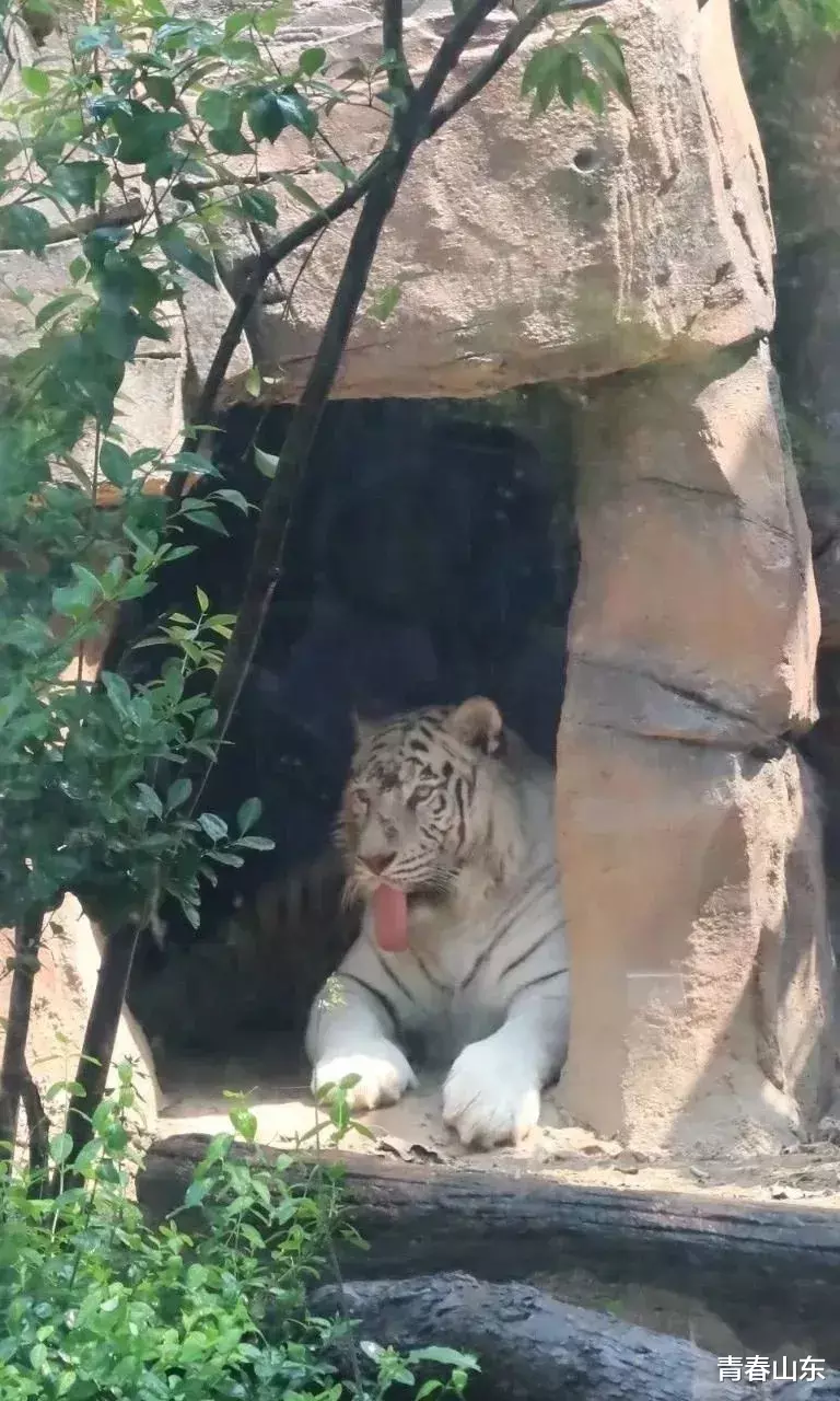 『民警』多地“热到发紫”！别急，雷雨+冰雹+9级阵风今晚到山东！