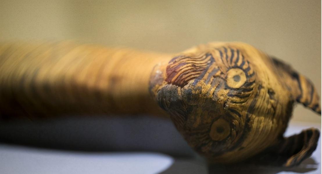 木乃伊|扫描木乃伊后才发现多残忍：内部不一定是人类，活生生被制成干尸