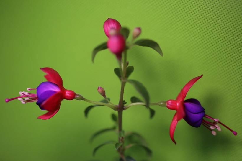 #生肖#7月，春暖花开，4大生肖，姻缘重现，携手旧爱享受甜蜜！