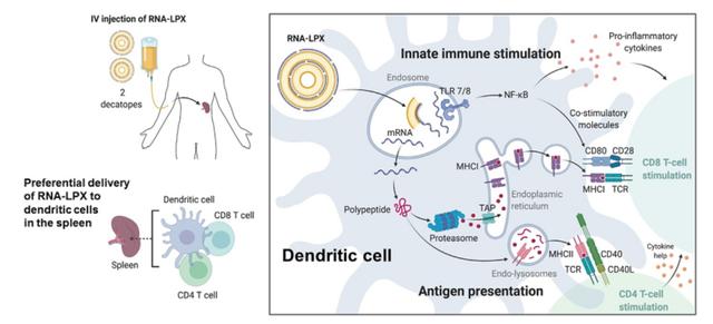 乳腺癌|新型实体瘤癌症疫苗RO7198457横空出世!联合PD-L1效果倍增
