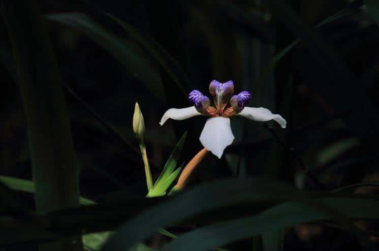 生肖|10月开始，事业如鱼得水，财气如日中天，顺风顺水的4大生肖