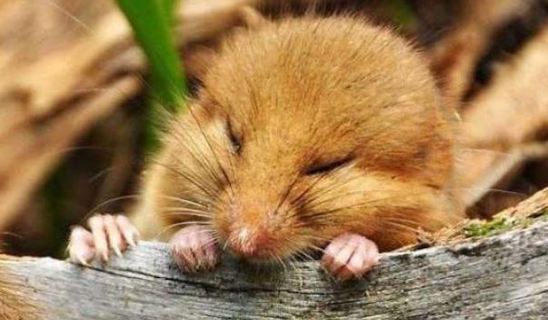 『睡鼠』世界上最懒的动物,5年寿命4年在睡觉,睡着了还能把自己饿死!