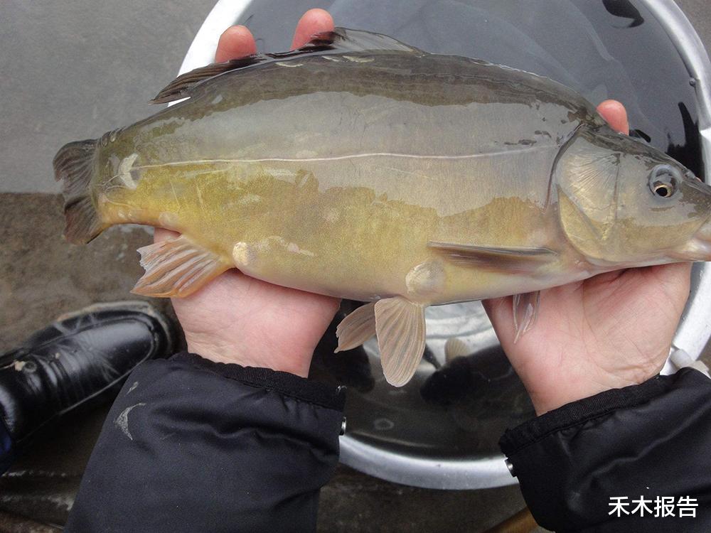 黄渤▲国外没人吃的鱼，土腥味很重，引进国内却大受欢迎，北方大量养殖