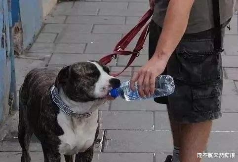 关于狗狗喝水的冷知识，你知道吗？网友：想不到喝水也有讲究