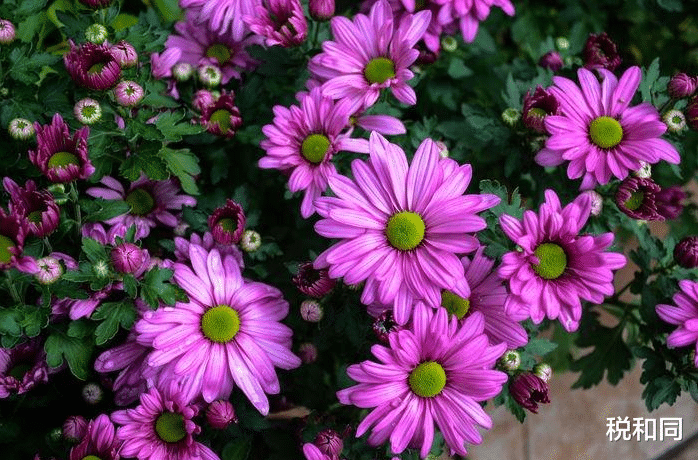 生肖|先苦后甜的3生肖,最近半年时机已到,财来,事业走“上等运”